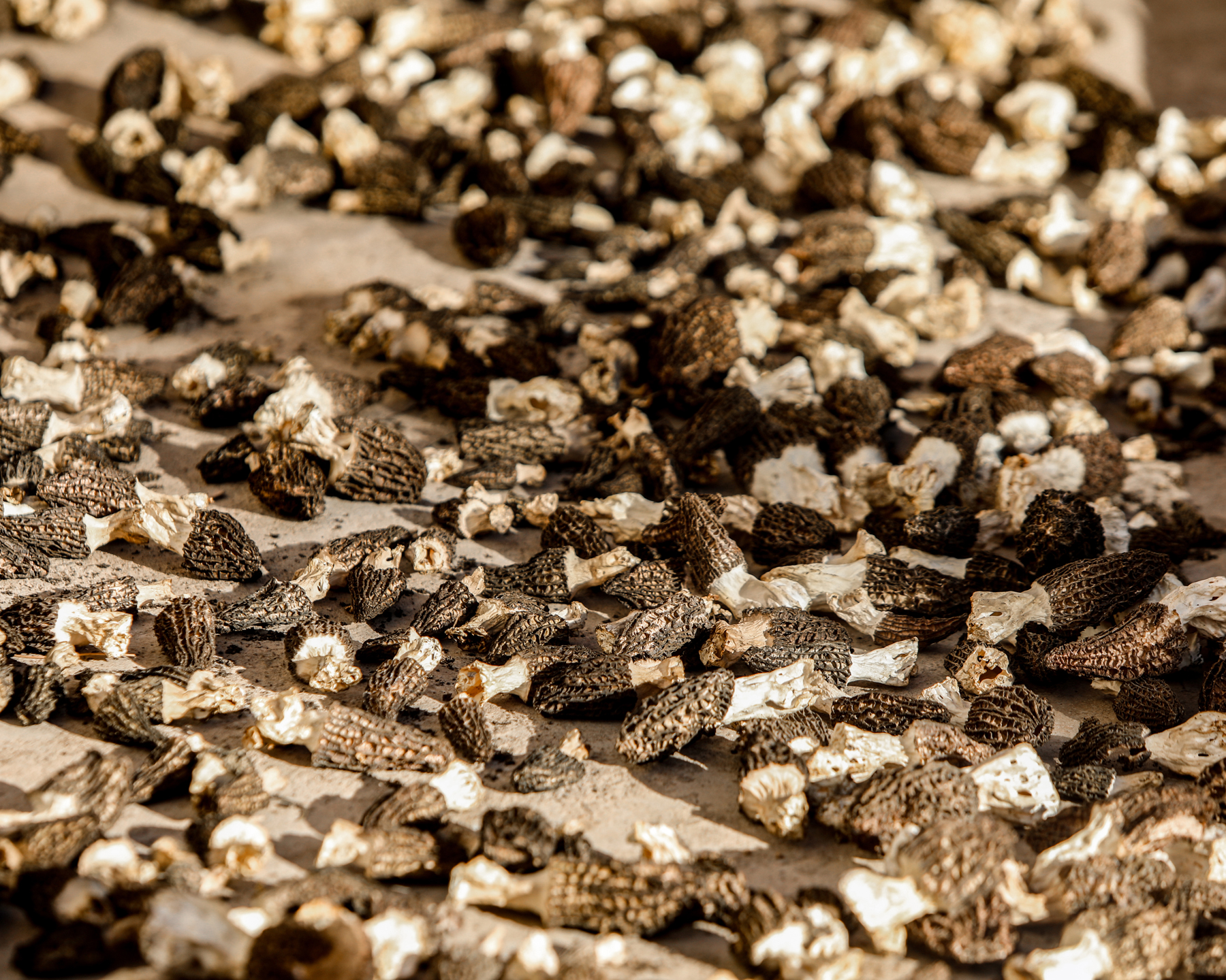 羊肚菌干货（移植，非野生）