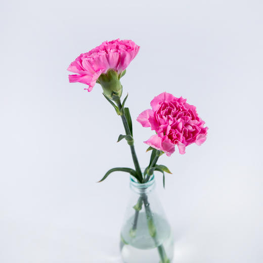 7knx康乃馨小桃红20枝扎