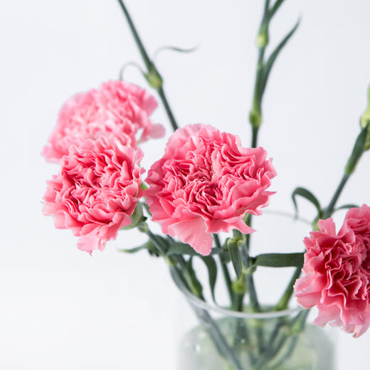 7knx康乃馨理想粉20枝扎