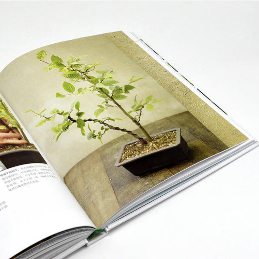 DK盆景之书：图解盆景鉴赏·制作·养护技巧 商品图5