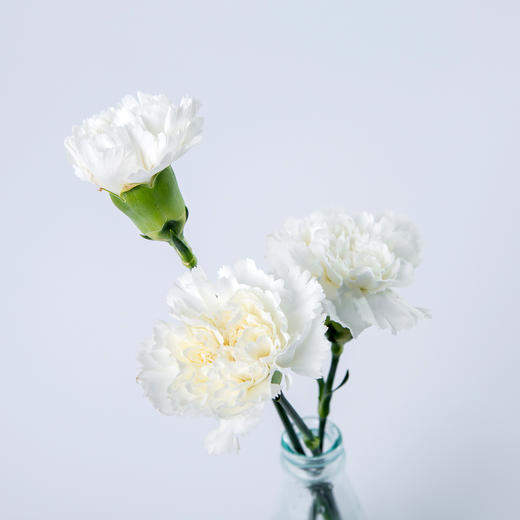 7knx康乃馨白雪公主20枝扎