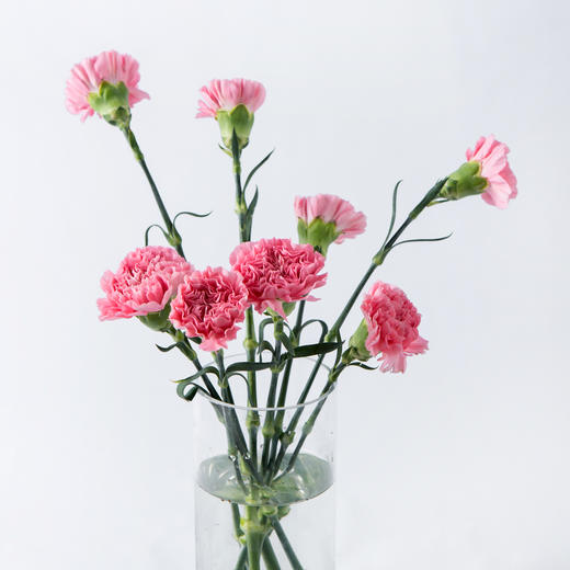 7knx康乃馨理想粉20枝扎