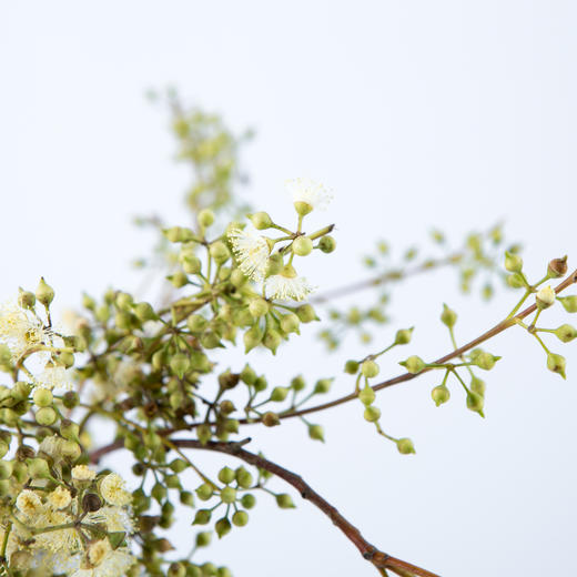 小米果 - 阅花鲜花