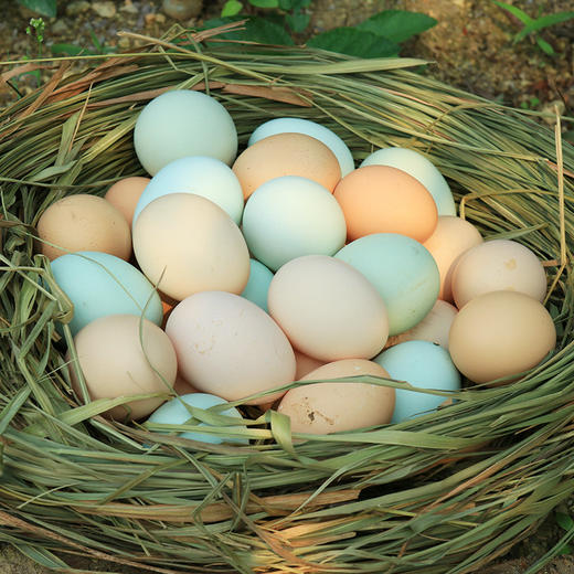 【限量供应】新鲜土鸡蛋 吃水果粮食虫子放养跑山鸡下的蛋30枚 商品图5