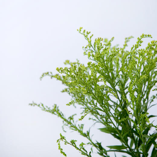 黄莺-20枝/扎 - 阅花鲜花