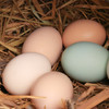 【限量供应】新鲜土鸡蛋 吃水果粮食虫子放养跑山鸡下的蛋30枚 商品缩略图1