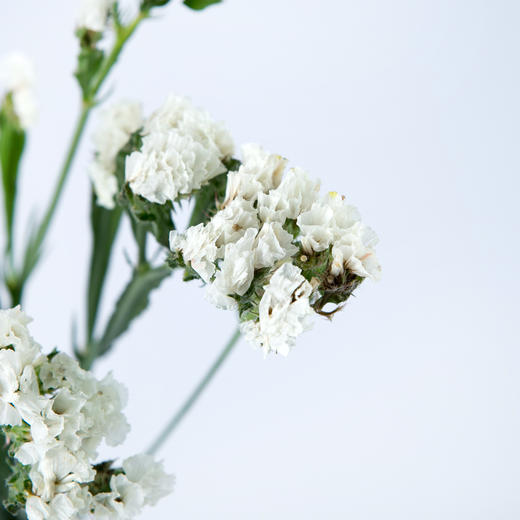 www勿忘我白色1kg扎