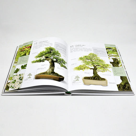 DK盆景之书：图解盆景鉴赏·制作·养护技巧 商品图6
