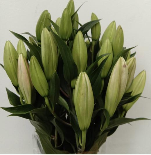 百合 索尔邦三头-10支 /扎 商品图3