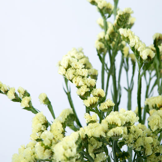 www勿忘我黄色1kg扎