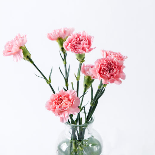 7knx康乃馨粉钻20枝扎