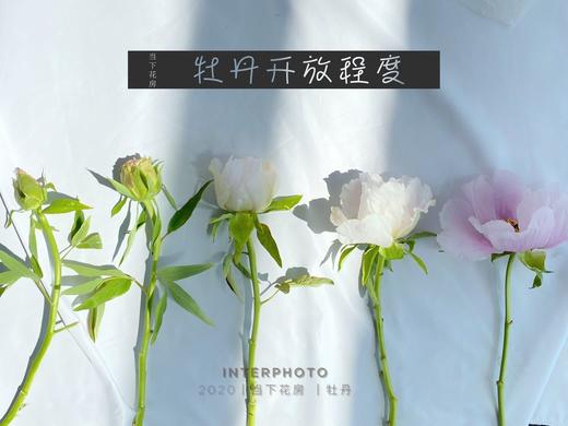 【疯了的油画牡丹】10支/份 第二份减10元 商品图9