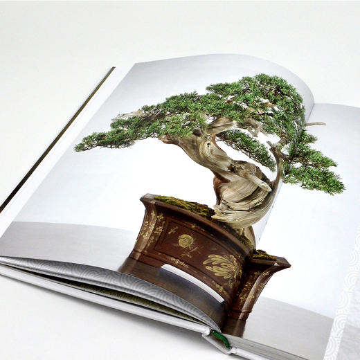 DK盆景之书：图解盆景鉴赏·制作·养护技巧 商品图7