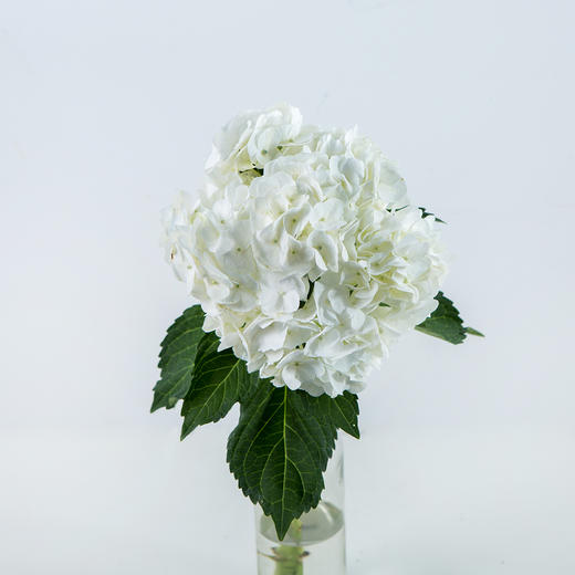 绣球-白色 - 云南阅花花卉