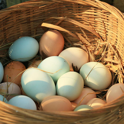 【限量供应】新鲜土鸡蛋 吃水果粮食虫子放养跑山鸡下的蛋30枚 商品图4