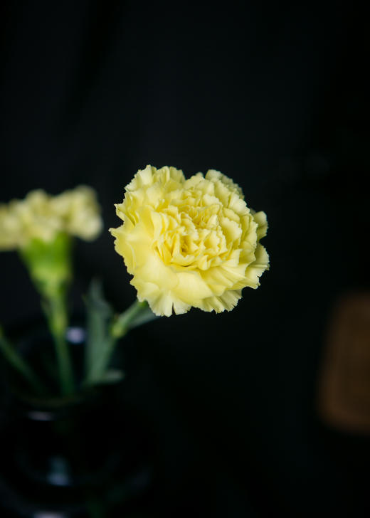 7knx康乃馨自由黄20枝扎