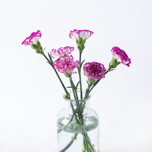 7knx康乃馨特步20枝扎