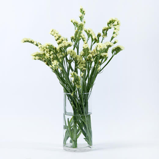 www勿忘我黄色1kg扎