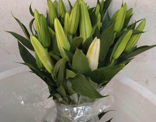 2bh百合西伯利亚多头10支扎