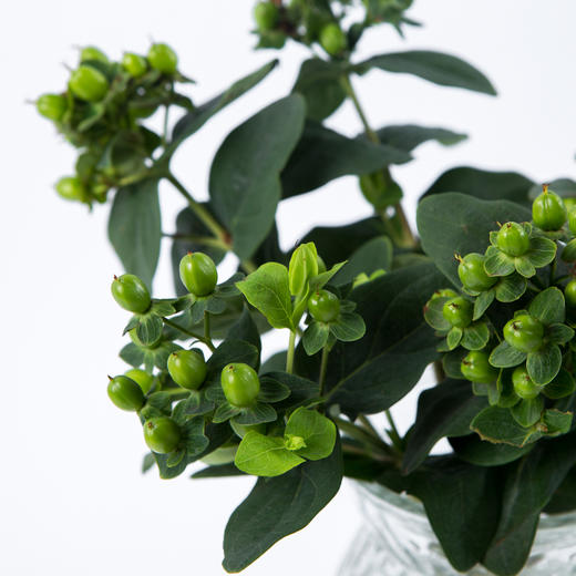 hdhlz红豆火龙珠-绿色