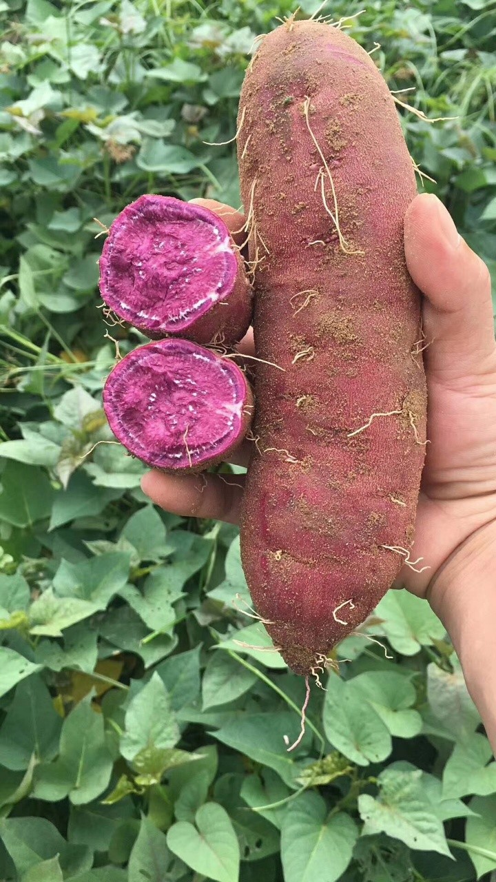 紫薯品种图片大全图解图片