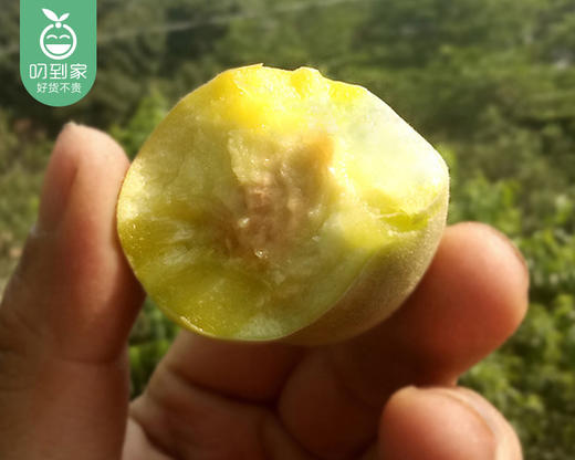 闽南新鲜秘制摇桃/1盒（约900g） 商品图1