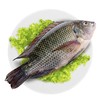 罗非鱼（6.95元1斤，约1.7斤/条） 商品缩略图0