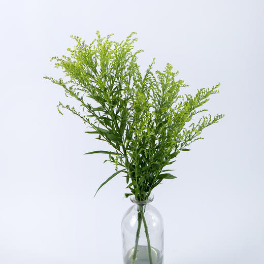 黄莺-20枝/扎 - 阅花鲜花