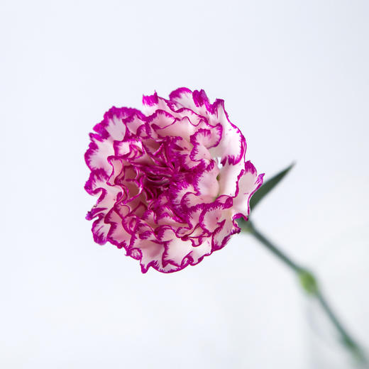 7knx康乃馨特步20枝扎