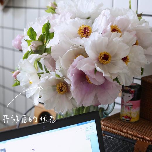 【疯了的油画牡丹】10支/份 第二份减10元 商品图10