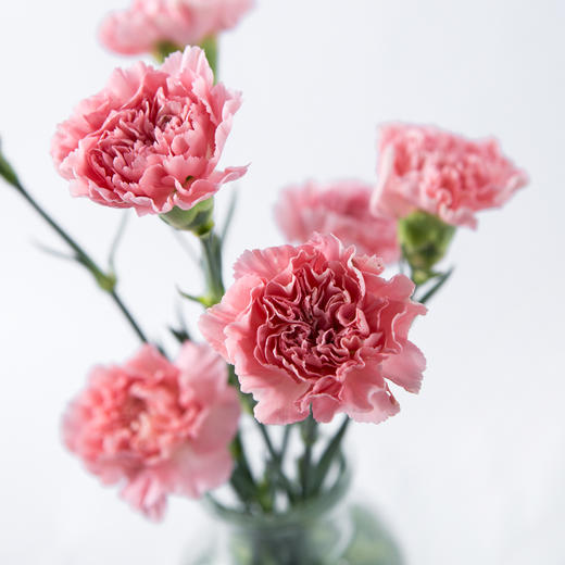 7knx康乃馨粉钻20枝扎