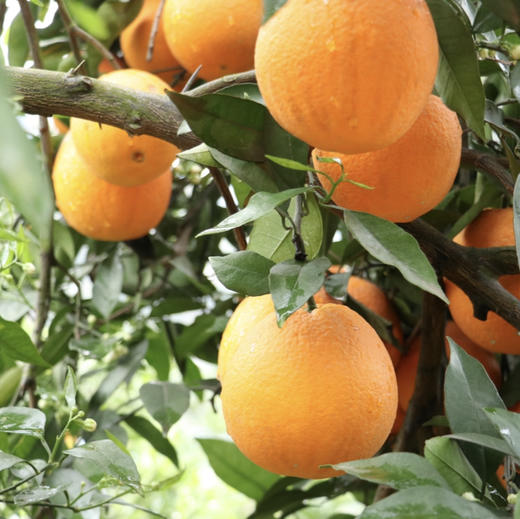 秭归伦晚甜橙 5斤/8斤 （酸甜口感） 商品图10