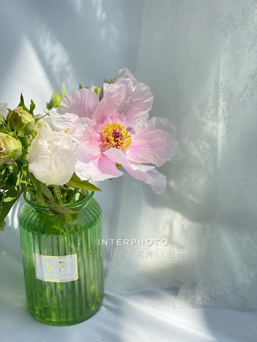 【疯了的油画牡丹】10支/份 第二份减10元 商品图11