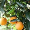 秭归伦晚甜橙 5斤/8斤 （酸甜口感） 商品缩略图11