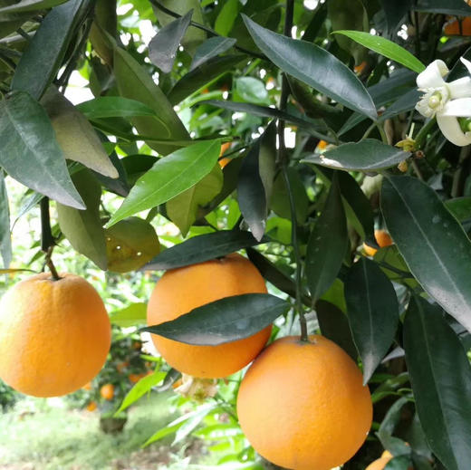 秭归伦晚甜橙 5斤/8斤 （酸甜口感） 商品图11