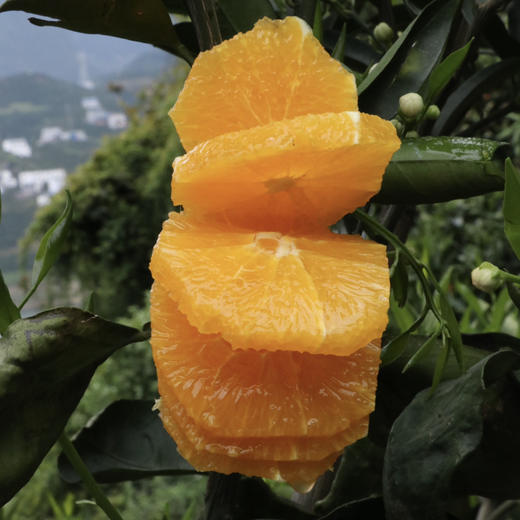 秭归伦晚甜橙 5斤/8斤 （酸甜口感） 商品图4