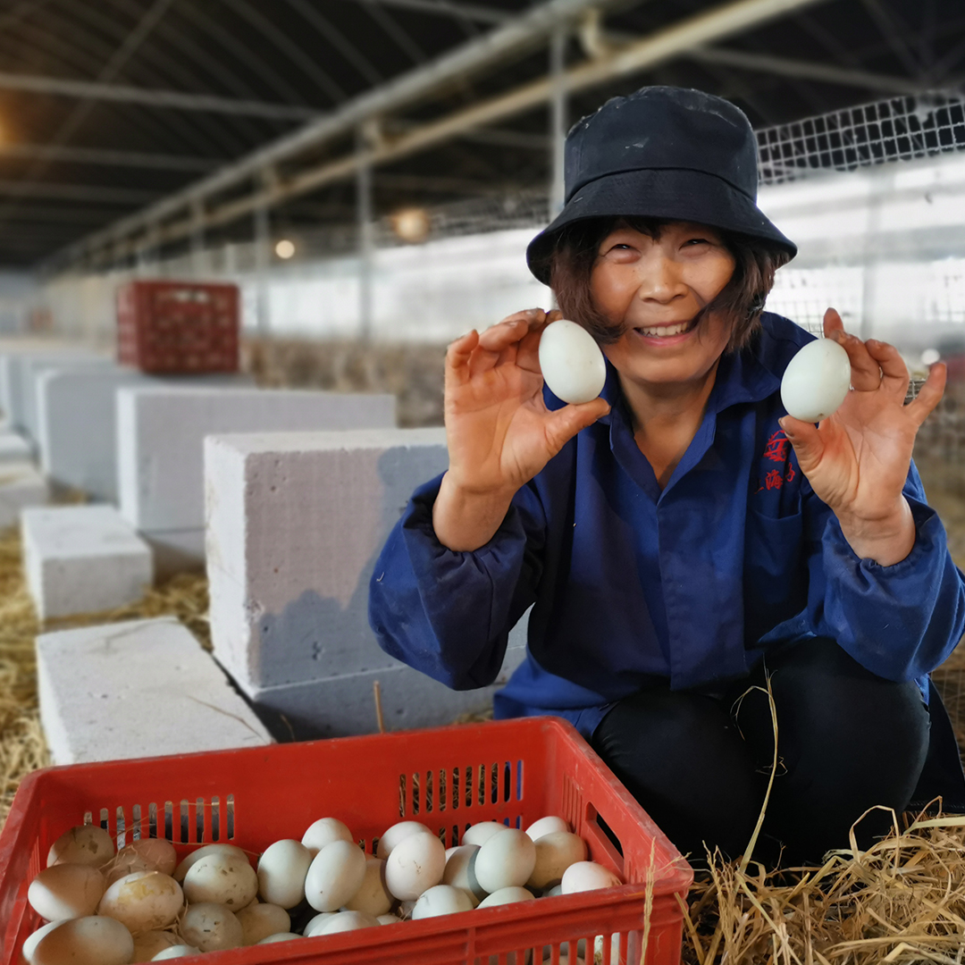 十年摸索“无抗”鸭蛋 金婺蒋师傅家鲜鸭蛋