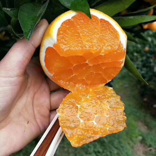 秭归伦晚甜橙 5斤/8斤 （酸甜口感） 商品图2