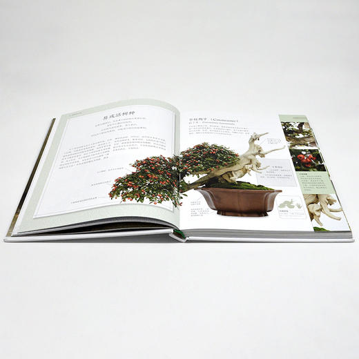 DK盆景之书：图解盆景鉴赏·制作·养护技巧 商品图3