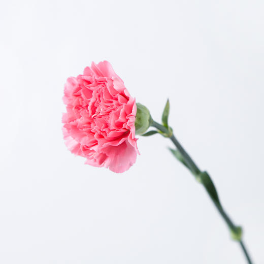 7knx康乃馨理想粉20枝扎