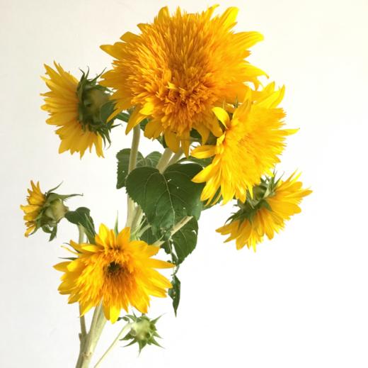 xrk重瓣向日葵5支扎