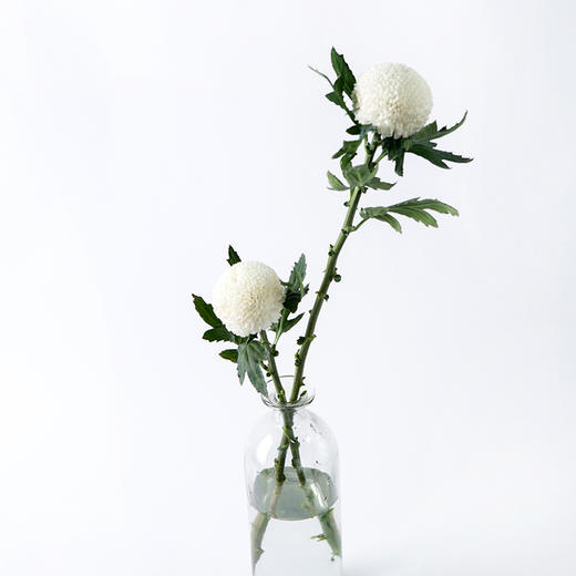 ppj乒乓菊白色10枝扎