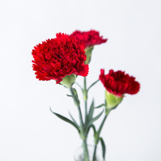 7knx康乃馨红色20枝扎