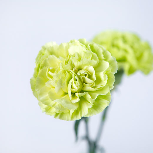 7knx康乃馨海贝绿康20枝扎