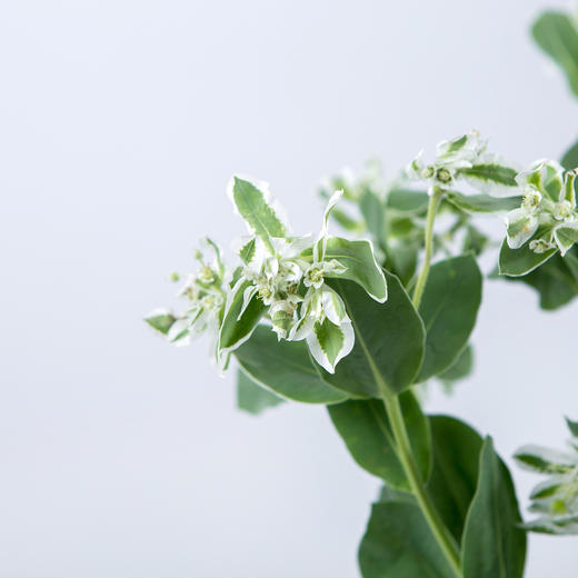 叶上花超漂亮若干枝扎