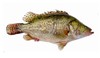 桂花鱼（鲜活现杀） 商品缩略图0