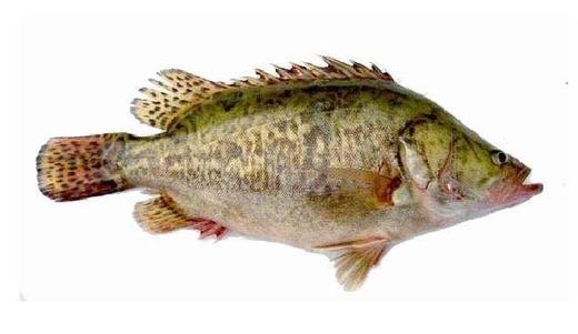 桂花鱼（鲜活现杀） 商品图0