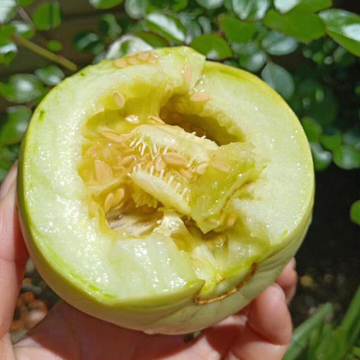 正宗马连庄小甜瓜    3/4斤 商品图12