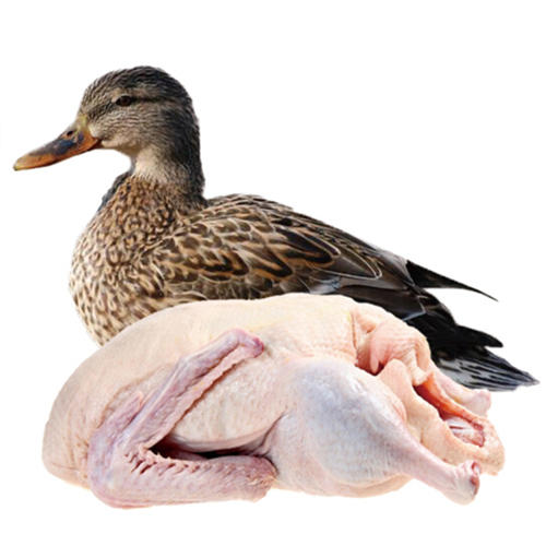 黑嘴麻鸭约1kg【021】 商品图0