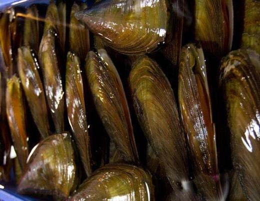 带子贝（鲜活现开） 商品图0